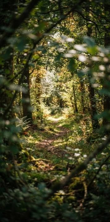 Example of the Through Foliage Frame style